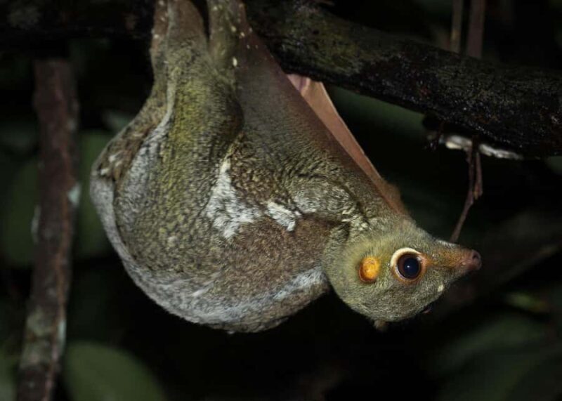 Singapore: Gliding Colugos & Wildlife, Night Nature Tour - A Complete Look at the Singapore Night Nature Tour