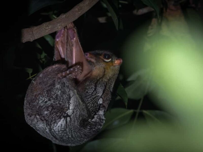 Singapore: Gliding Colugos & Wildlife, Night Nature Tour - Value and Pricing