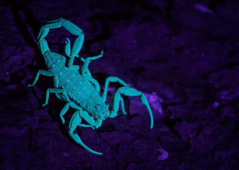 Singapore: Gliding Colugos & Wildlife, Night Nature Tour - Final Thoughts