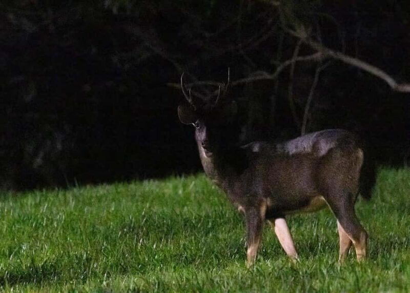 Singapore: Gliding Colugos & Wildlife, Night Nature Tour - FAQ