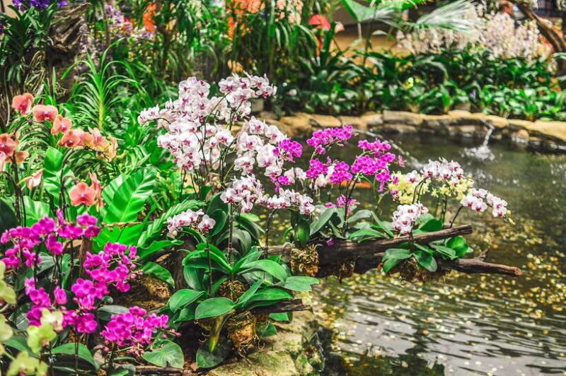 Singapore: National Orchid Garden Admission - What to Expect During Your Visit
