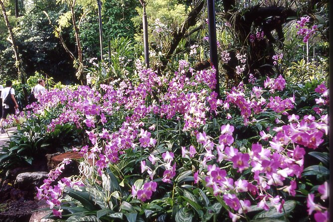 Singapore: National Orchid Garden Admission Ticket - Traveler Photos