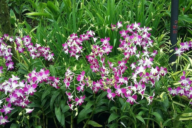Singapore: National Orchid Garden Admission Ticket - Common Questions