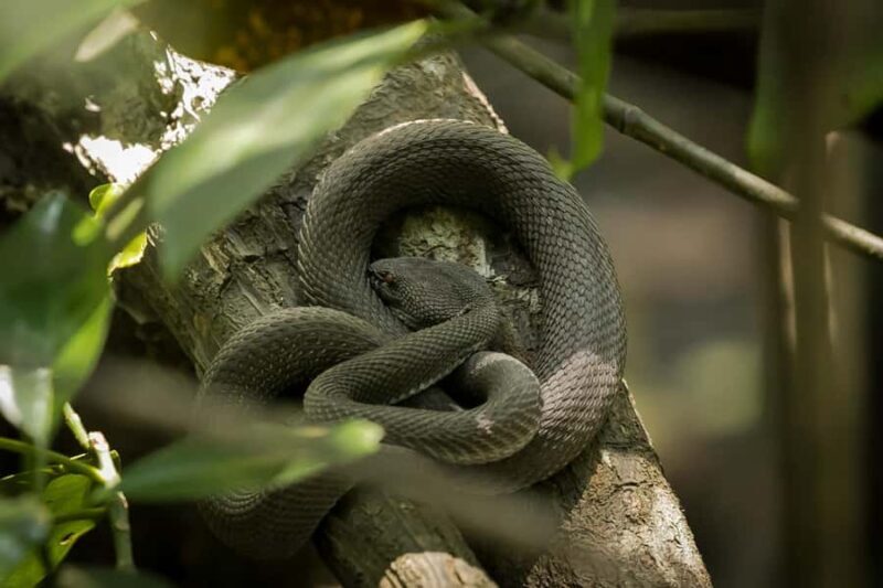 Singapore: Night Mangrove Wildlife Walk - Why Choose This Tour?