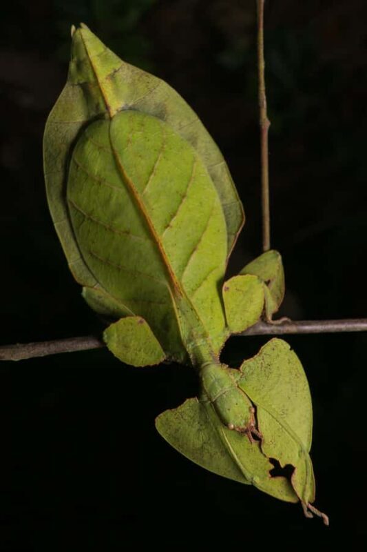 Singapore: Night Mangrove Wildlife Walk - FAQs