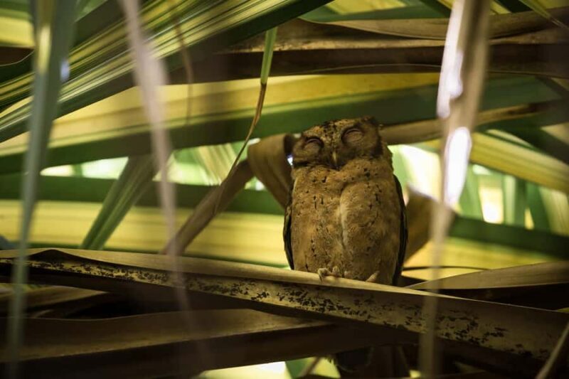 Singapore: Night Mangrove Wildlife Walk - Discovering Singapore’s Last Mangrove at Night