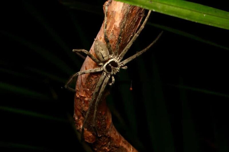 Singapore: Night Mangrove Wildlife Walk - FAQs