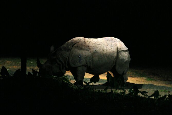 Singapore Night Safari Admission ( World'S First Nocturnal Park) - Flexible Time Slot Selection