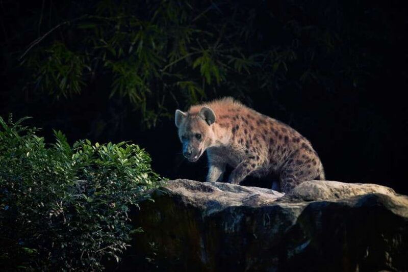 Singapore: Night Safari and Tram Ride Ticket - FAQ