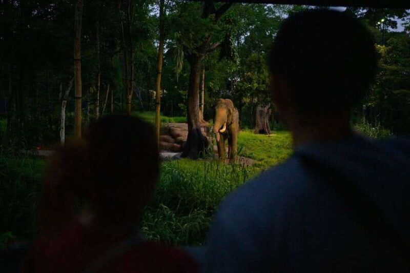 Singapore: Night Safari and Tram Ride Ticket - Practical Details & Tips for Visiting