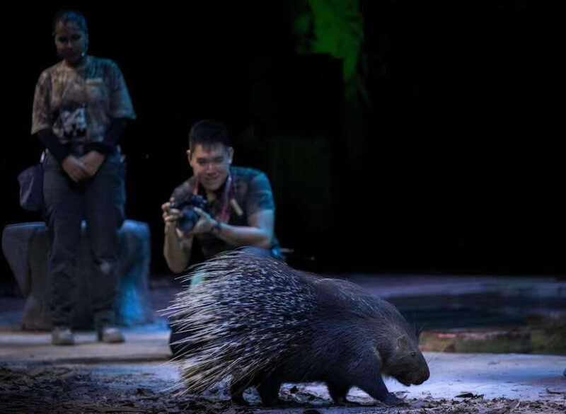 Singapore: Night Safari and Tram Ride Ticket - Authentic Experiences and Hidden Gems