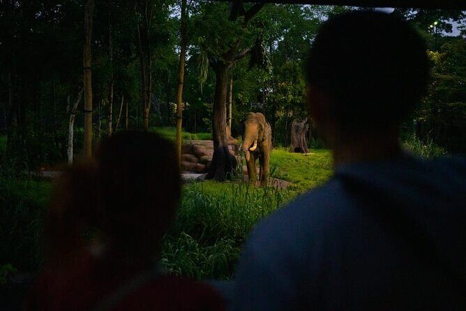 Singapore Night Safari Ticket Experience - FAQ