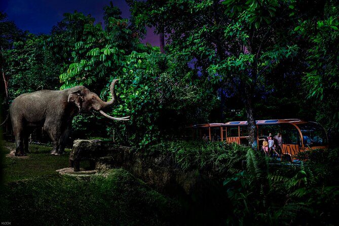 Singapore Night Safari Ticket Experience - Who Will Love the Singapore Night Safari?