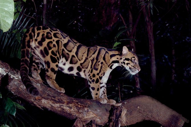 Singapore Night Safari Tram Ride (Shared Transfer) - What to Expect