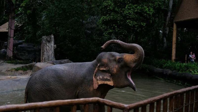 Singapore: Night Safari with Tram Ride and Private Transfer - Good To Know