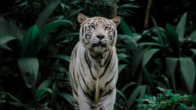 Singapore: Night Safari with Tram Ride and Private Transfer - The Creatures of the Night Show