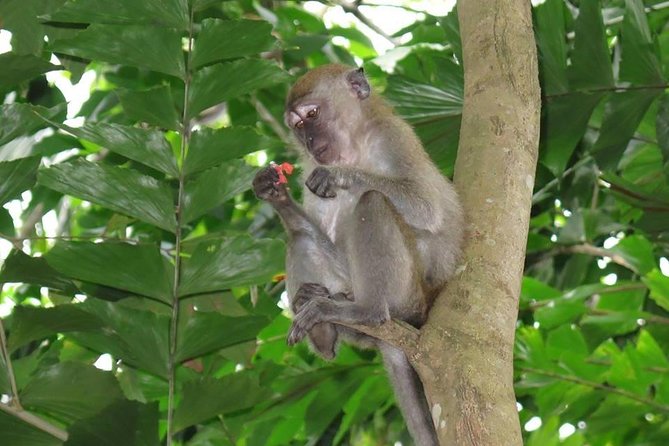 Singapore Paddle to Pedal Adventure in Pulau Ubin - Traveler Photos of the Experience