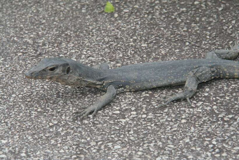 Singapore: Private Tour with a Driver - FAQs