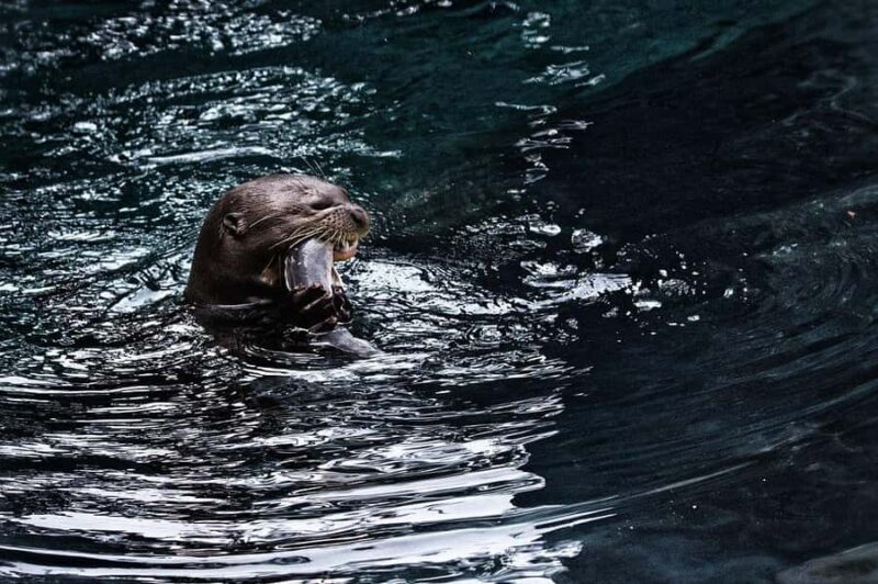 Singapore: River Wonders - Deep Dive Into the Experience