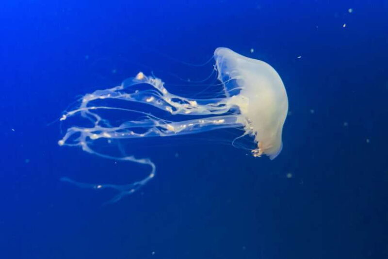 Singapore: Singapore Oceanarium Entrance E-Ticket - Why This Tour Works for Different Travelers