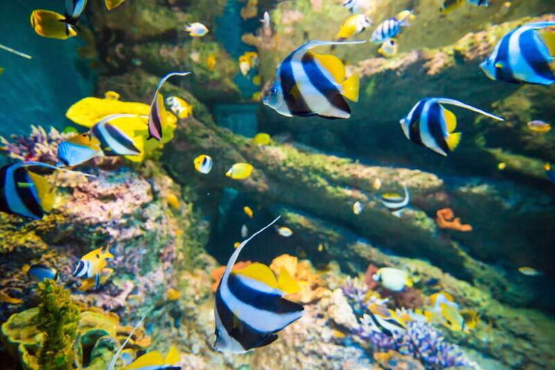 Singapore: Singapore Oceanarium Entrance E-Ticket - FAQs