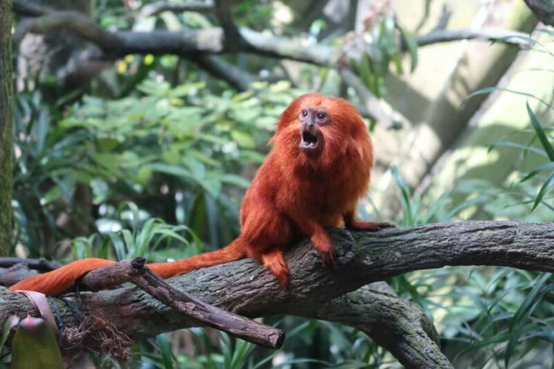 Singapore: Zoo & Night Safari Combos with Hotel Pick & Drop - Authentic Insights from Reviewers