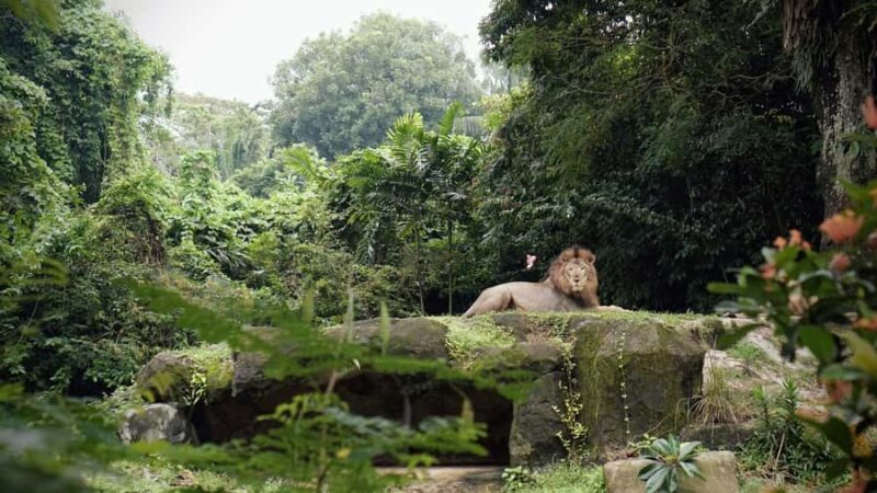 Singapore: Zoo & Night Safari Combos with Hotel Pick & Drop - Who Will Love This Tour?