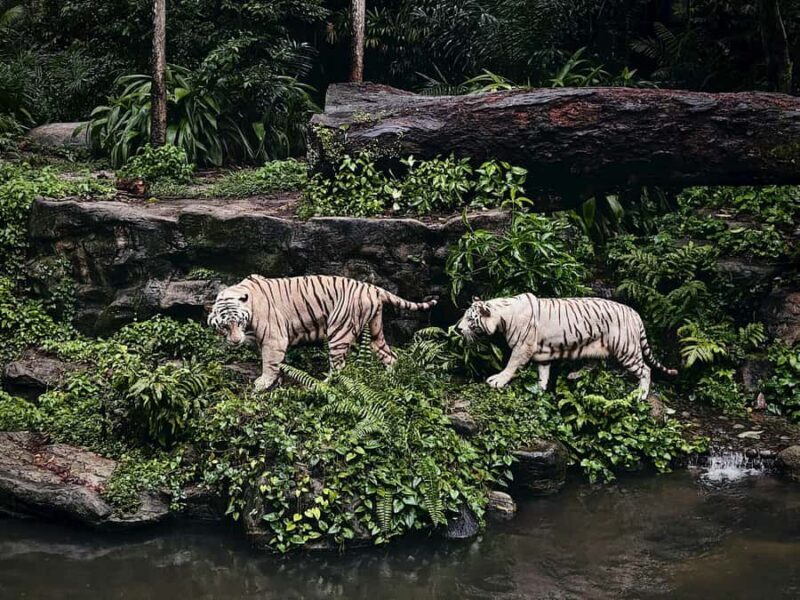 Singapore: Zoo & Night Safari Combos with Hotel Pick & Drop - FAQs