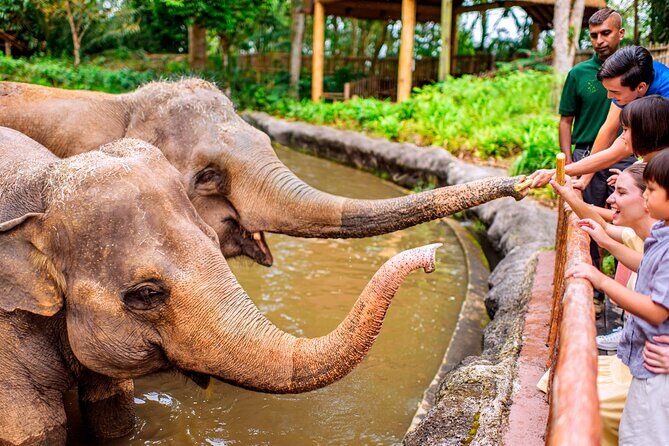 Singapore Zoo Ticket with Tram Mandai Wildlife Reserve, Singapore - The Sum Up