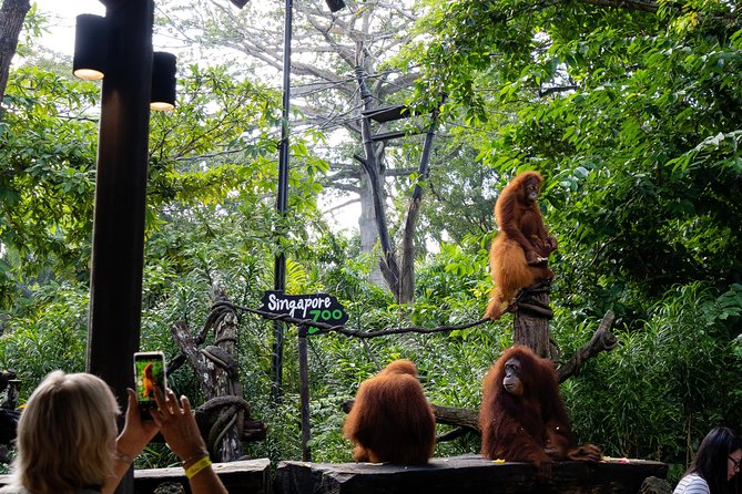 Singapore Zoo With Transfer, Breakfast With Orangutans Option - Customer Reviews and Testimonials