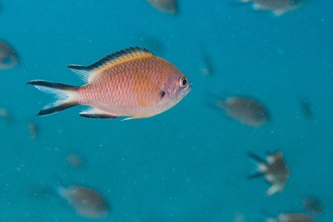 Single Scuba Try-Dive in Puerto Del Carmen - Small Groups - 2 Hours - Meeting and Pickup