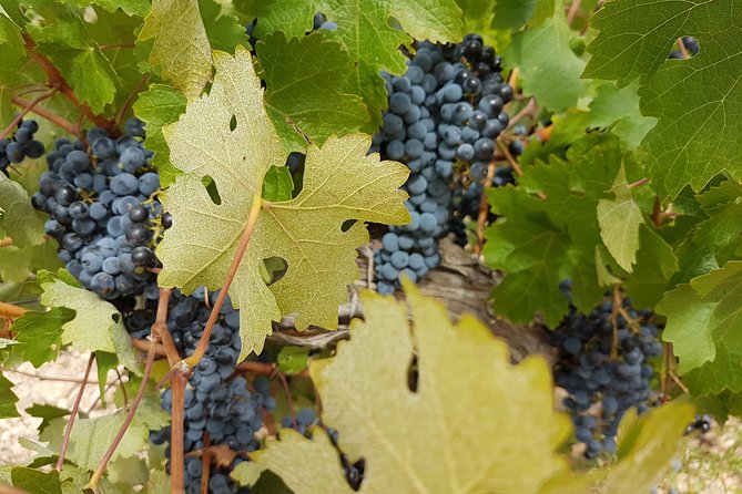 Singular Valencia Wine Tour Utiel Requena Wineries - Tour Pricing and Booking Details