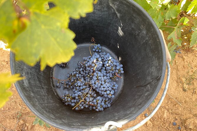 Singular Valencia Wine Tour Utiel Requena Wineries - Common Questions