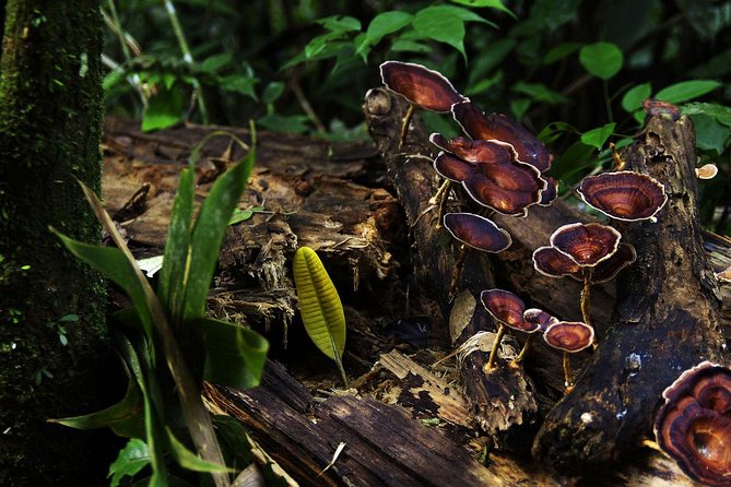 Sinharaja Forest Reserve Private Day Trip With Ranger Guide 2023 - Bentota - Reviews