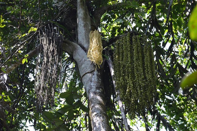 Sinharaja Forest Reserve Private Day Trip With Ranger Guide 2023 - Bentota - Additional Information