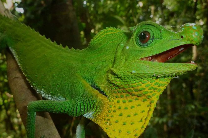 Sinharaja Forest Reserve Private Day Trip With Ranger Guide 2023 - Bentota - Itinerary for the Day Trip