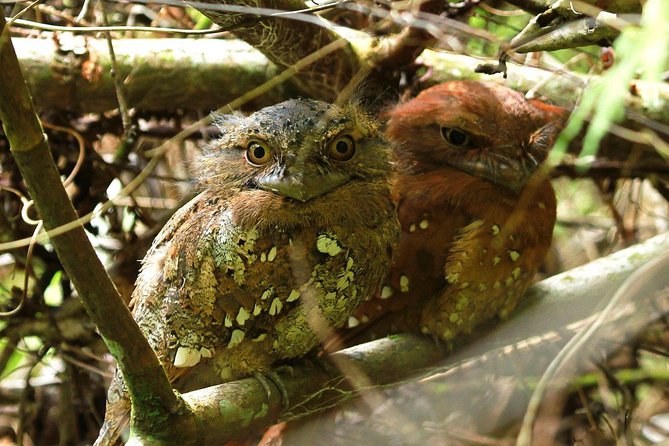 Sinharaja Forest Reserve Private Day Trip With Ranger Guide 2023 - Bentota - Tips for Visiting Sinharaja Forest Reserve