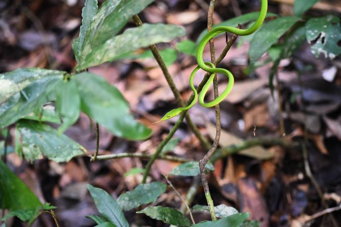 Sinharaja Forest Reserve (Sinharaja Rain Forest) Private Tour  - Galle - Pickup Details