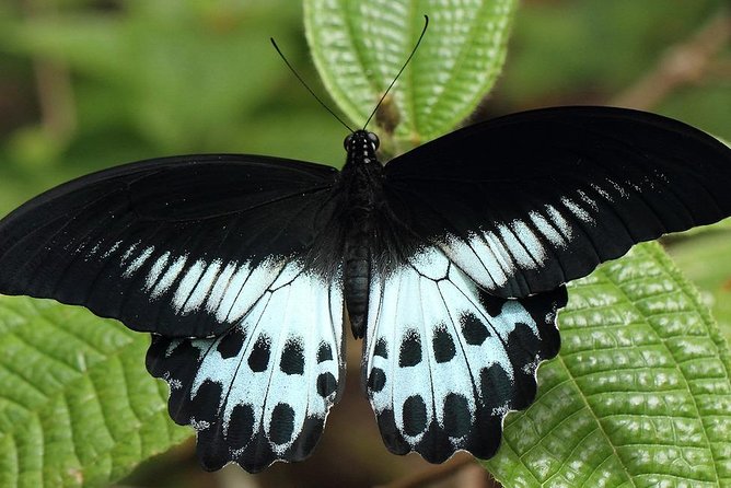 Sinharaja Forest Reserve (Sinharaja Rain Forest) Private Tour  - Galle - Common Questions