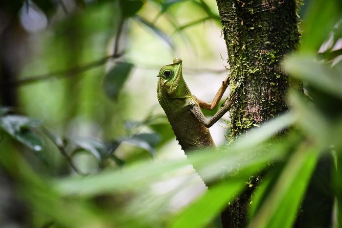 Sinharaja Forest Reserve (Sinharaja Rain Forest) Private Tour  - Galle - What to Expect