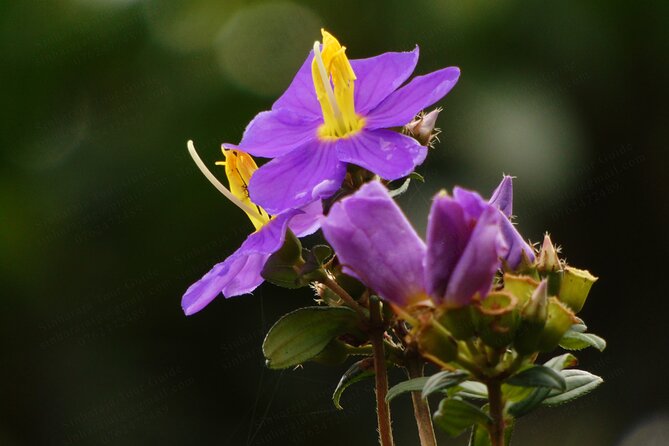 Sinharaja Forest Reserve (Sinharaja Rain Forest) Private Tour  - Galle - Additional Info
