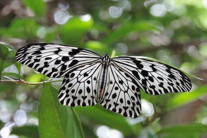 Sinharaja Forest Reserve (Sinharaja Rain Forest) Private Tour  - Galle - Traveler Photos