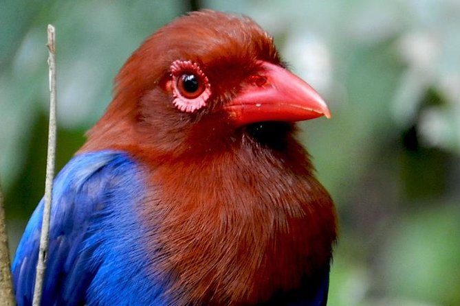Sinharaja Rain Forest 2 Day Birding Excursion - Good To Know