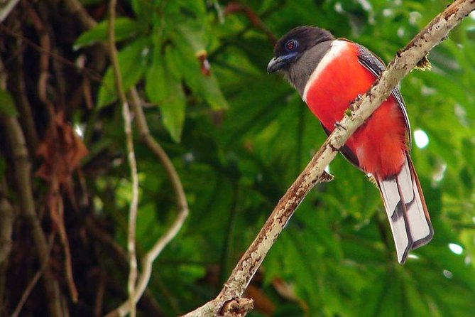 Sinharaja Rain Forest 2 Day Birding Excursion - Pickup Points and Start Time