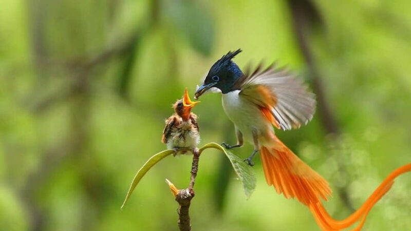 Sinharaja Rain forest Birdwatching Tour (Pickup Includes) - Good To Know