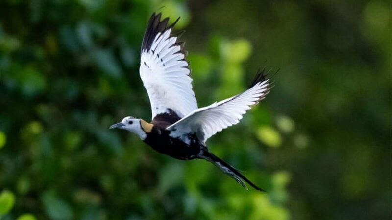 Sinharaja Rain forest Birdwatching Tour (Pickup Includes) - An In-Depth Look at the Sinharaja Rainforest Birdwatching Tour