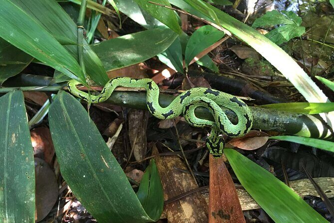 Sinharaja Rain Forest Day Tour From Colombo - Good To Know