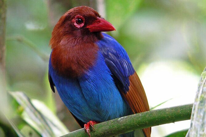 Sinharaja Rain Forest Day Tour From Colombo - The Scenic Drive to Sinharaja