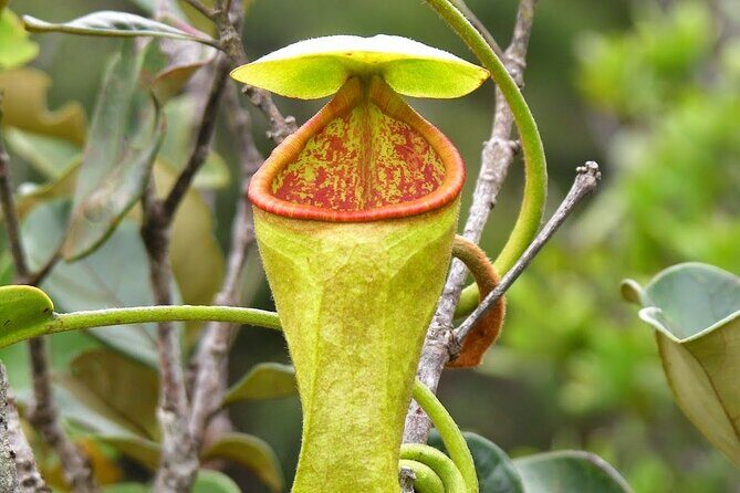 Sinharaja Rain Forest Day Tour From Colombo - Wildlife and Birdwatching