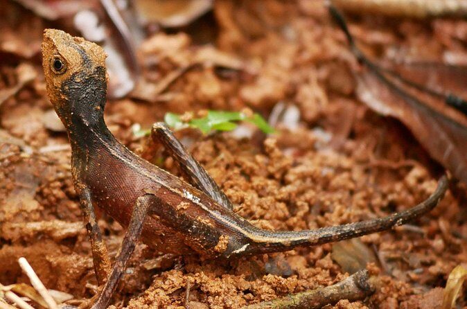 Sinharaja Rain Forest Day Tour From Colombo - Returning to Colombo